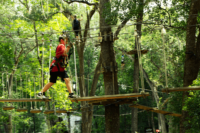 treehoppers Guest Walks On Suspended Planks