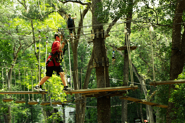 treehoppers Guest Walks On Suspended Planks